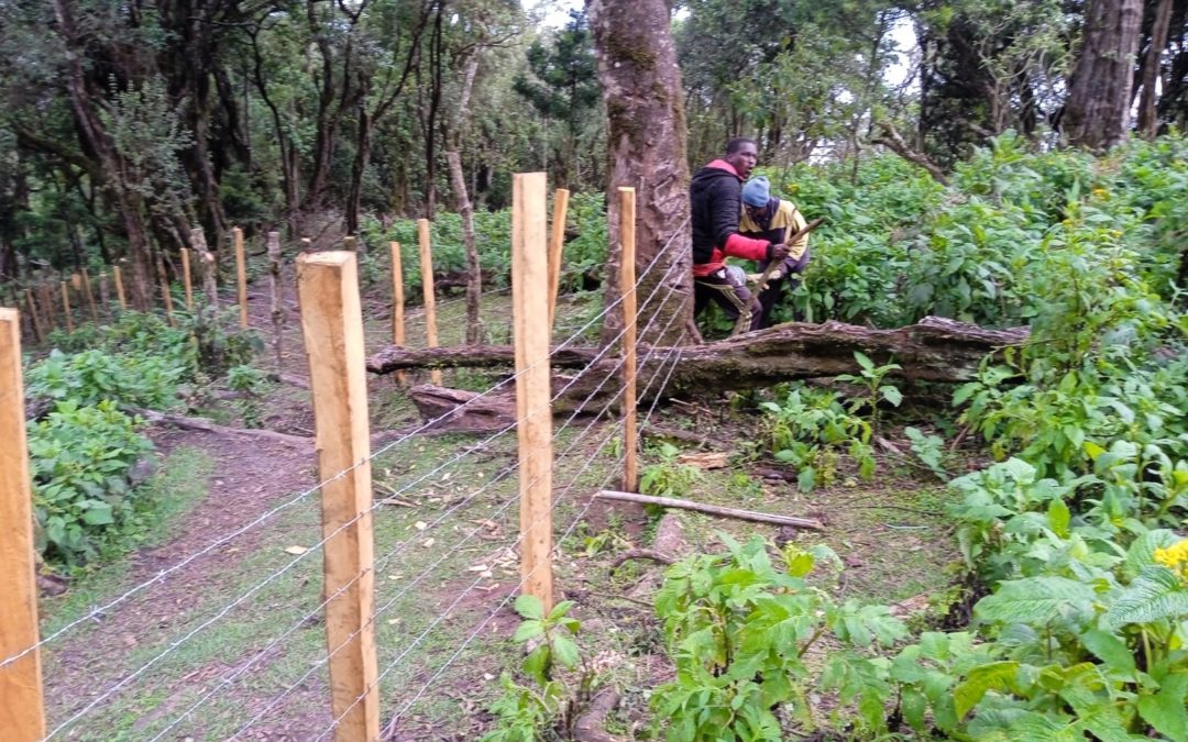 Einzäunung eines abgeholzten Bambus-Wäldchens
