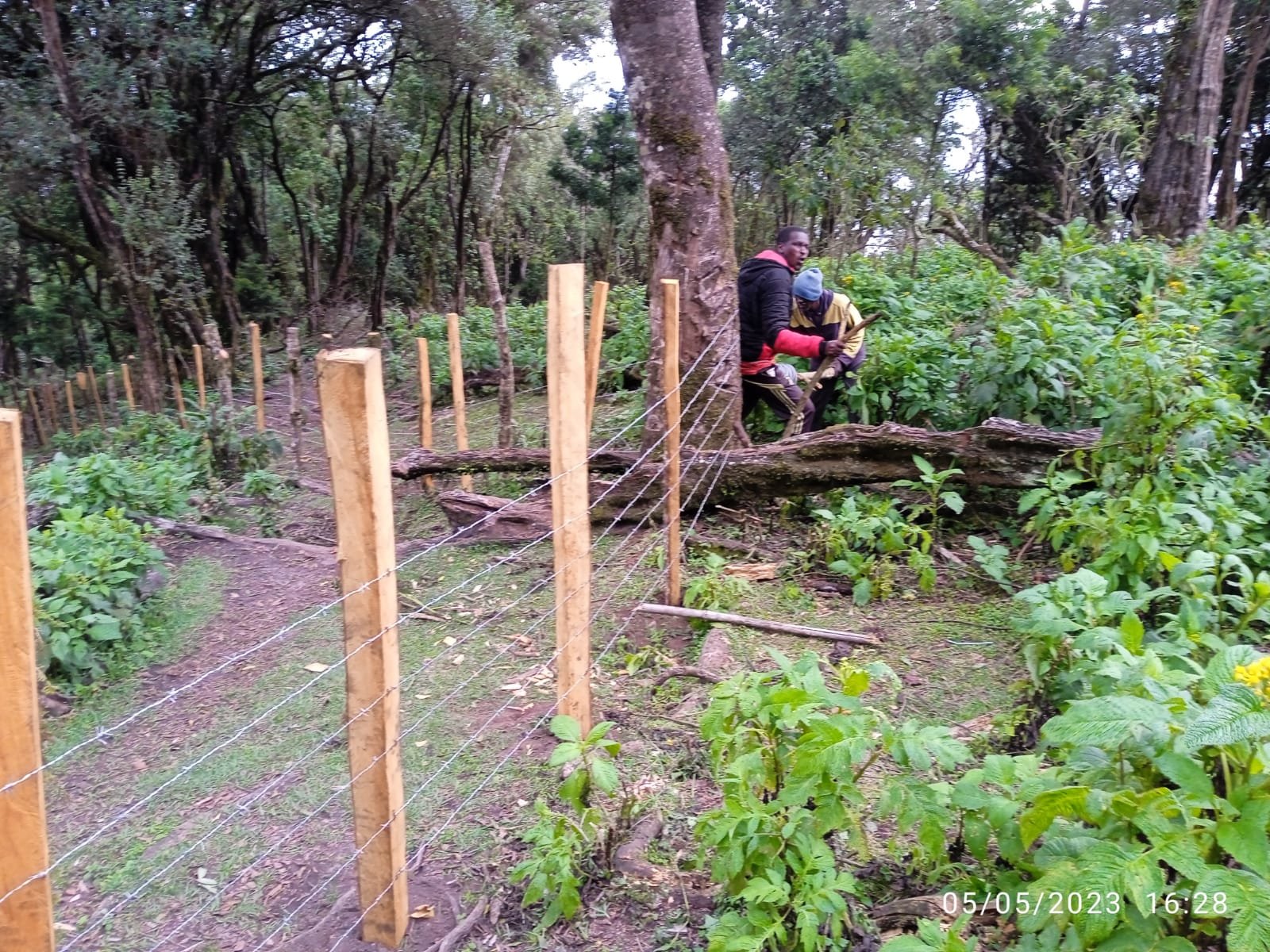 Einzäunung eines abgeholzten Bambus-Wäldchens