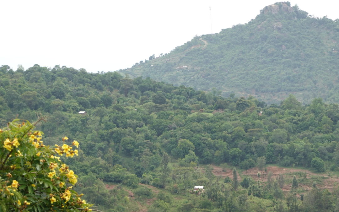 Noch intakte Waldgebiete am Mount Mtelo in Kenia