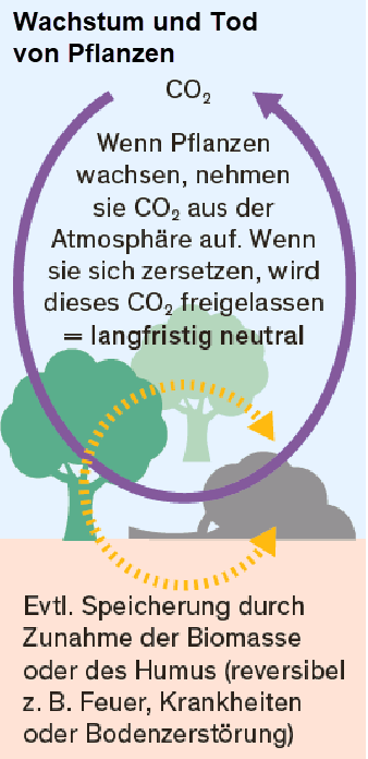 Schematische Darstellung Kreislauf CO₂ bei Wachstum und Tod von Pflanzen